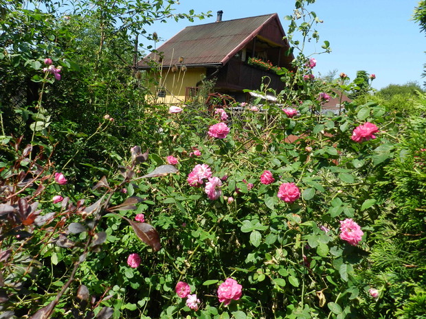 stara odmiana róży,jest zapach jest obłędny
