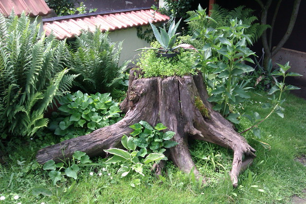 Stary korzeń odnowiony. Obsadzony różnymi roślinami :)