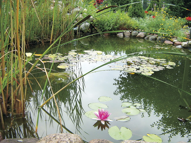 Stawik jest na tyle głęboki, że mogłem posadzić w nim lilie wodne. Żeby rośliny ładnie kwitły, muszą mieć dużo słońca
