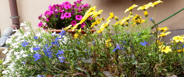 Surfinia - mistrz drugiego planu