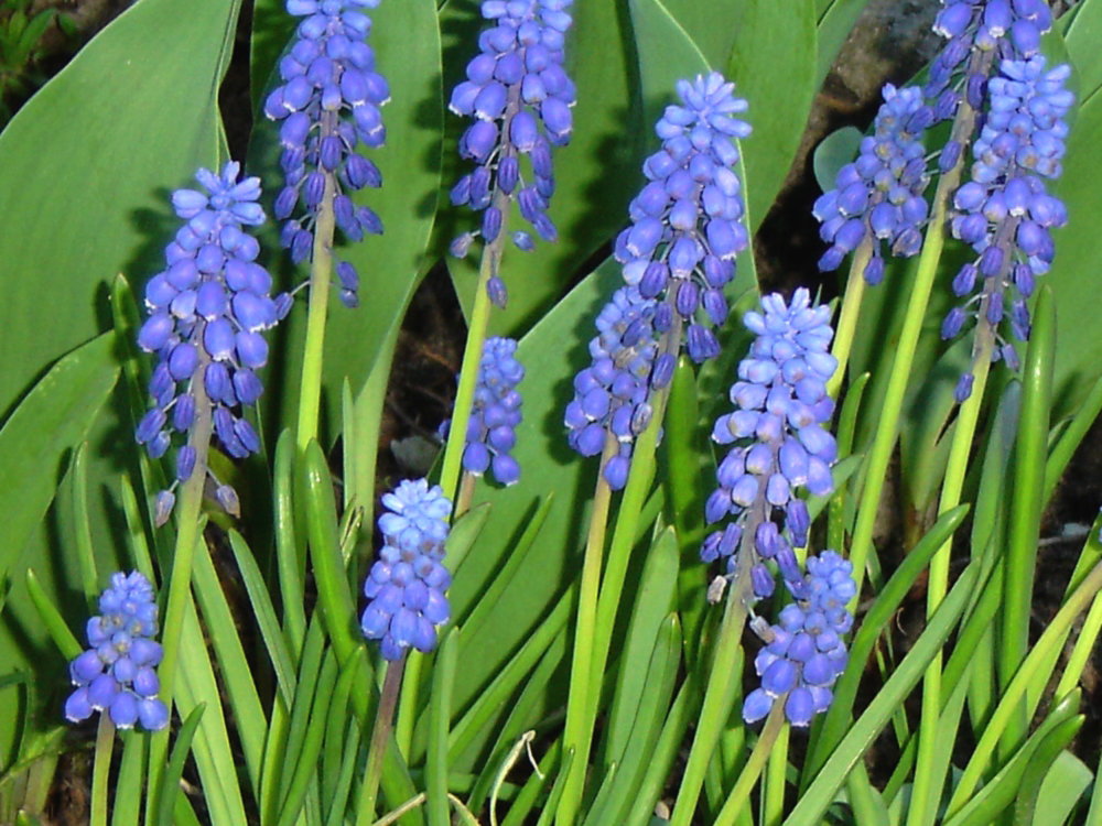 Szafirki to jedne z moich ukochanych kwiatów. Uprawiam je zarówno w ogrodzie, jak i na balkonie.