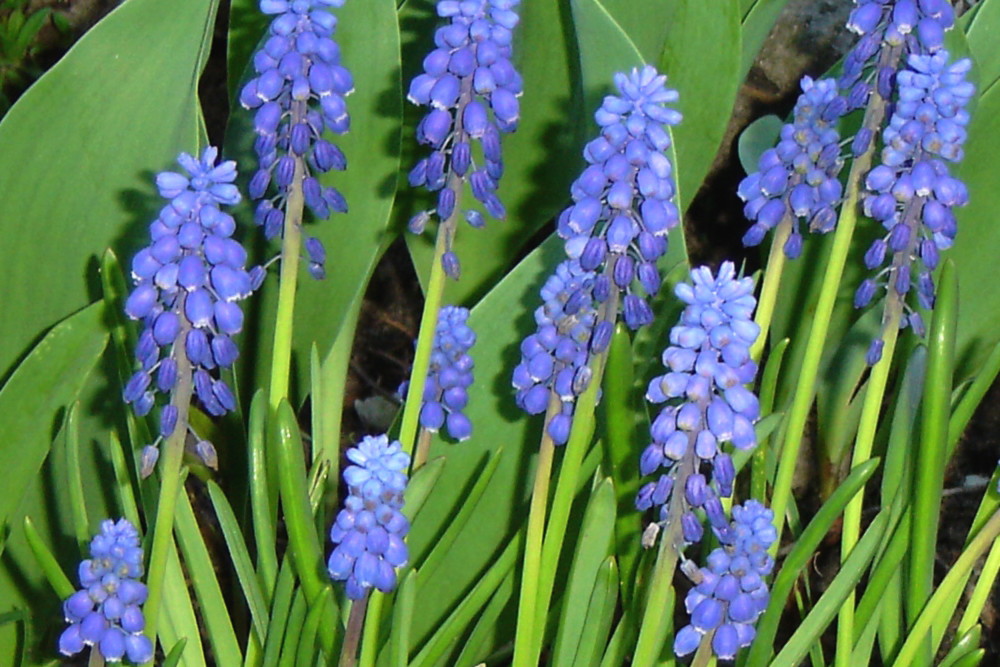 Szafirki to jedne z moich ukochanych kwiatów. Uprawiam je zarówno w ogrodzie, jak i na balkonie.