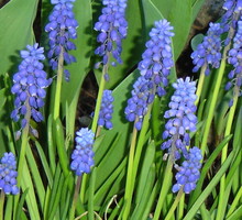 Szafirki to jedne z moich ukochanych kwiatów. Uprawiam je zarówno w ogrodzie, jak i na balkonie.