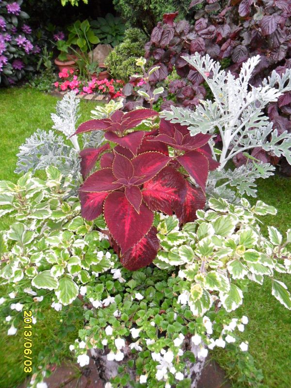 Ta kompozycja jest w doniczce - oby tak dalej roslo nawet bez slonca.