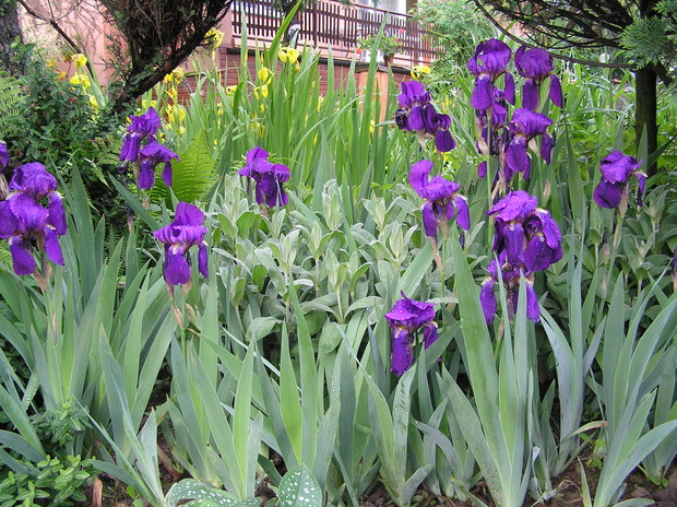 troche slonca rozkwitly irysy