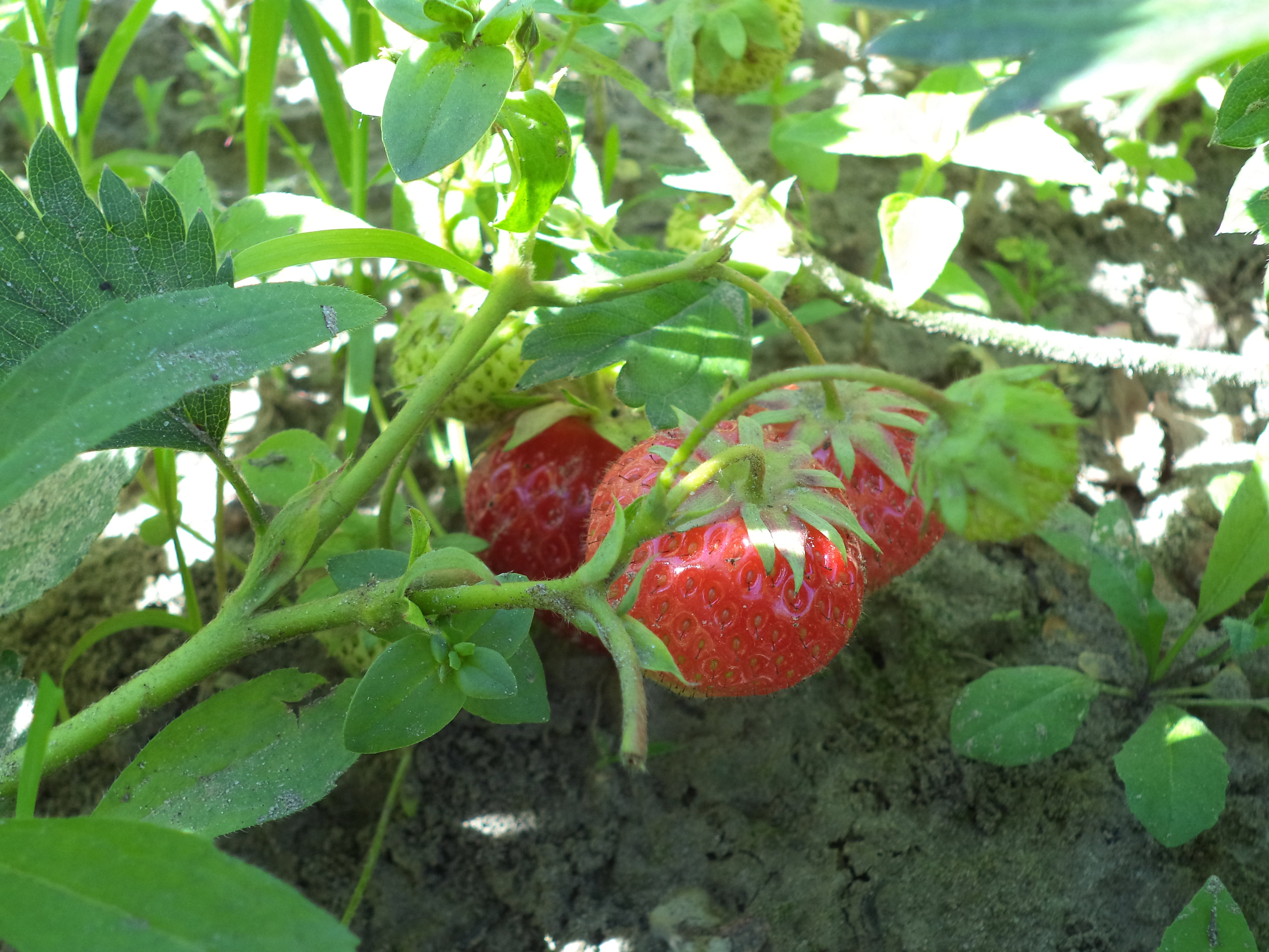 Truskawkowa rozkosz
moje piekne krzaczki truskawek bardzo słodkich 