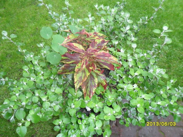 tu potrzeba więcej słoneczka-aby nasturca tu zakwitła.