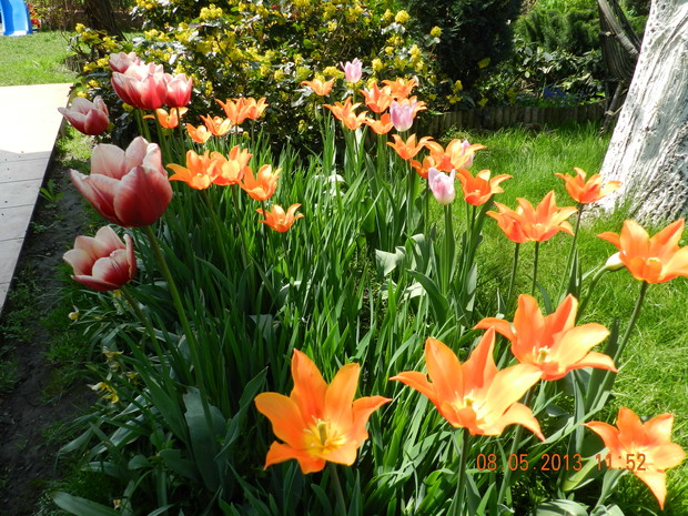 tulipanowe królestwo