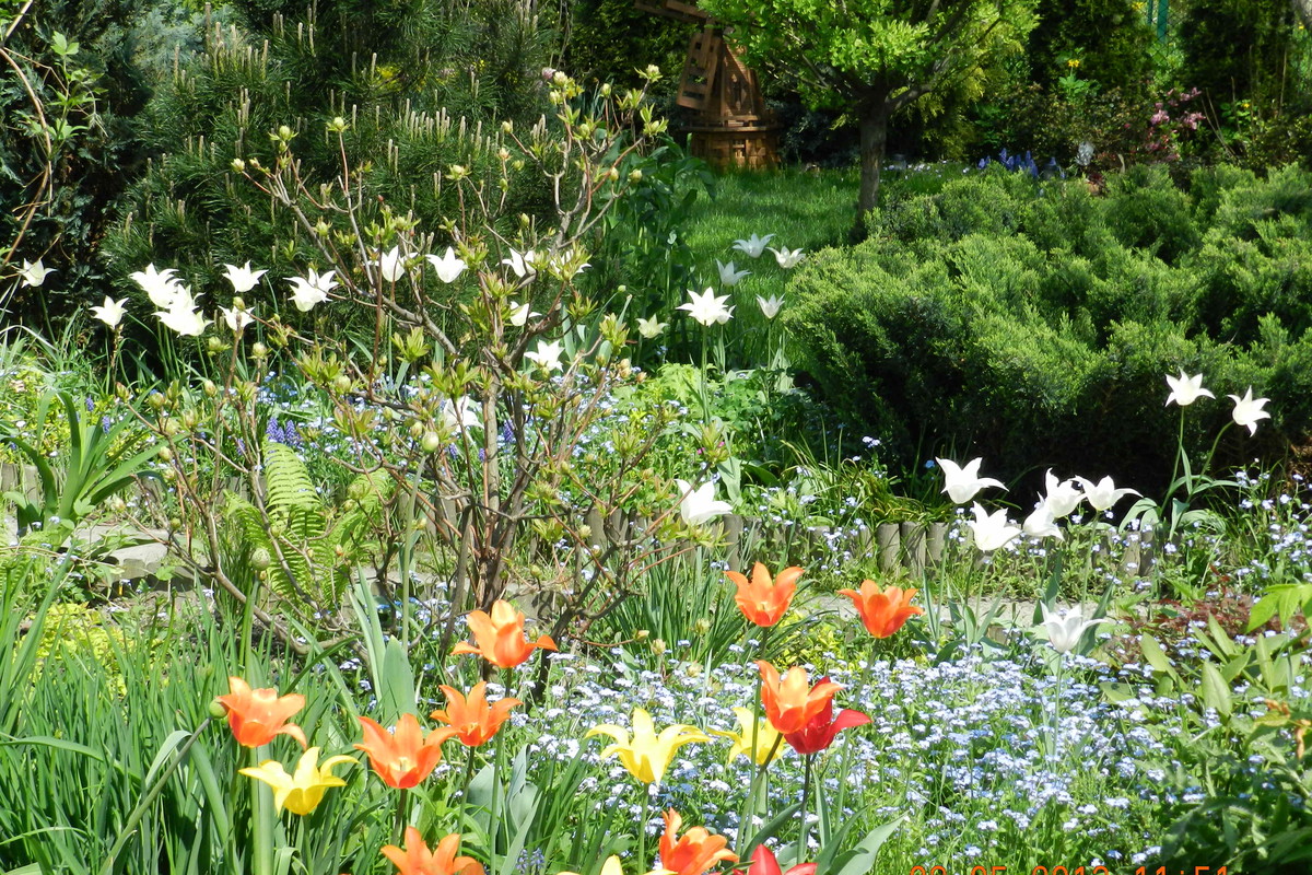 tulipany,tulipany