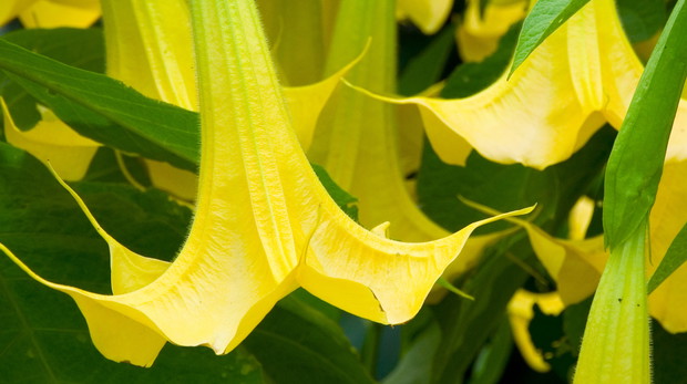 U bieluni drzewiastych kwiaty opadają w dół niczym dzwony