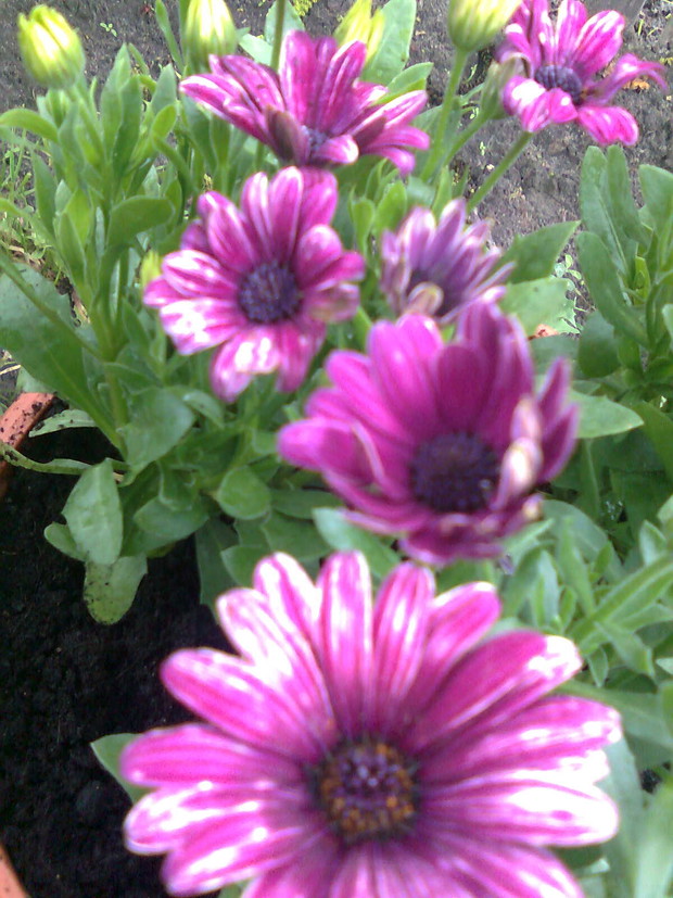 ubiegłoroczna kompozycja w donicy