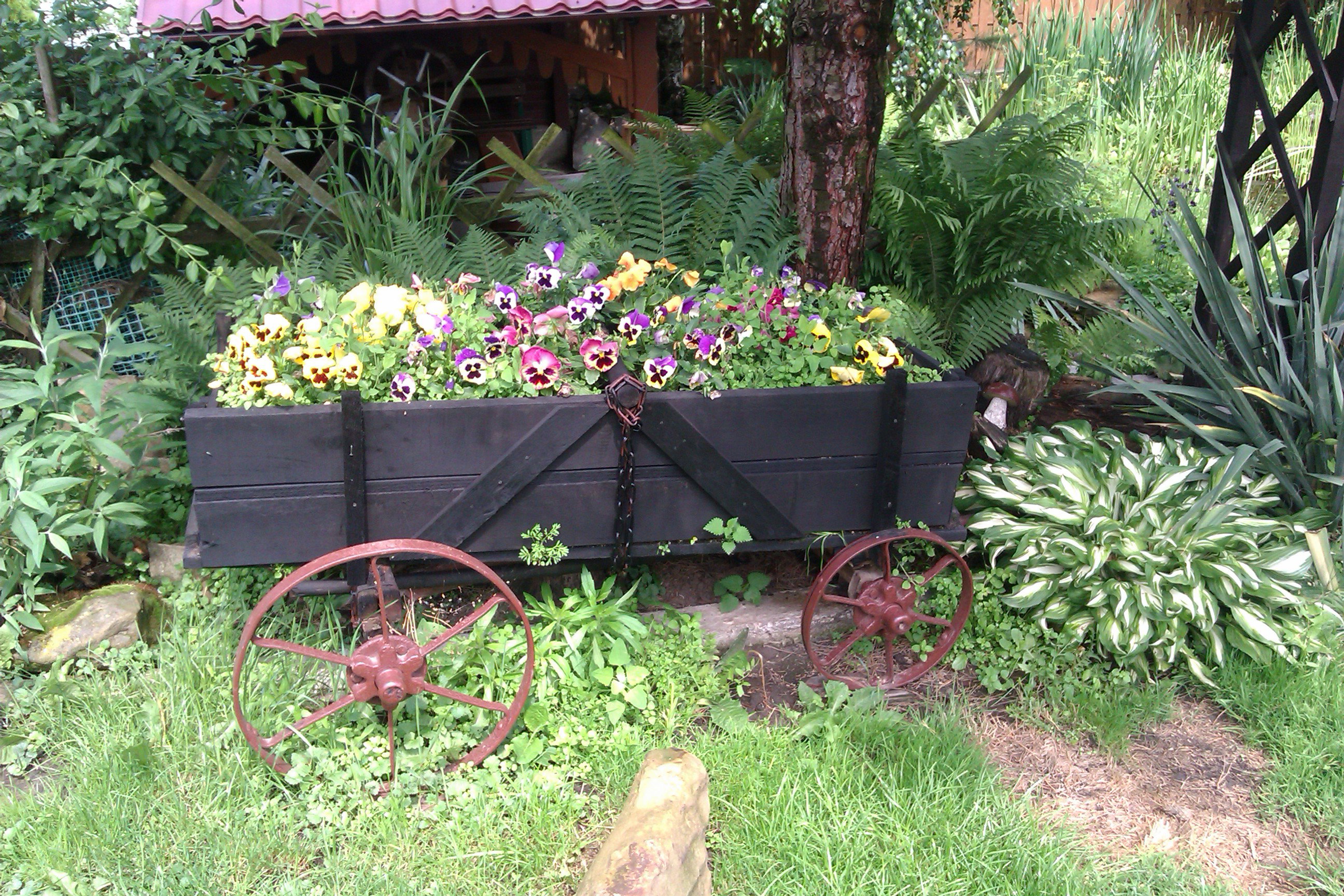 Uśmiechnięte bratki dumnie rosną na wozie :)