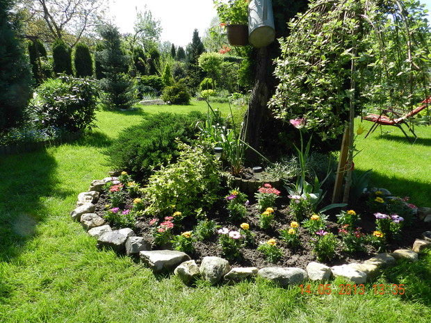 uzupełnieniem rabaty z zimozielonych są rosliny jednoroczne-aksamitki,werbeny i osteospermum