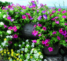 W donicach atrakcyjnie wyglądają kompozycje z różnokolorowych roślin.