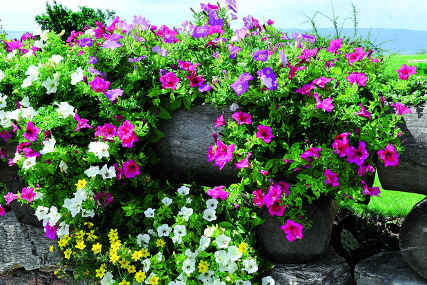 W donicach atrakcyjnie wyglądają kompozycje z różnokolorowych roślin.