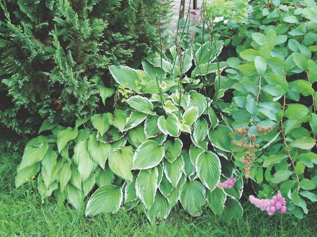 W miejscu, gdzie nie docierają promienie słoneczne, świetnie będą się czuły funkie

