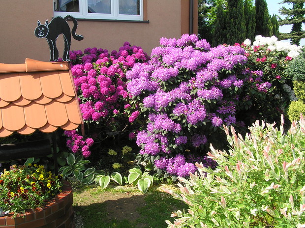 W naszym ogrodzie królują od ponad 20 lat RÓŻANECZNIKI w wielu odmianach i kolorach.