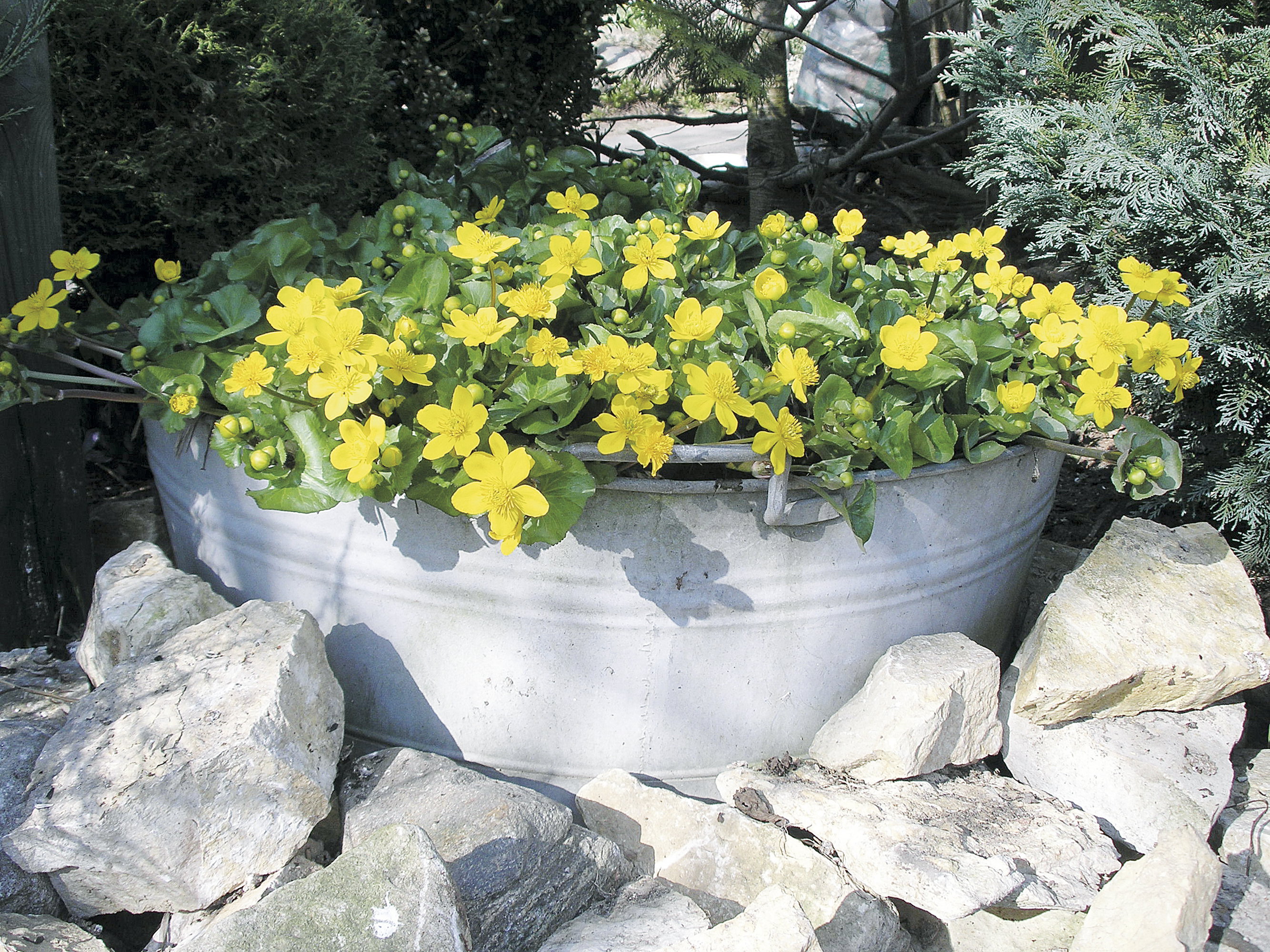 W ocynkowanej wannie rośnie kmieć błotna, czyli popularne kaczeńce