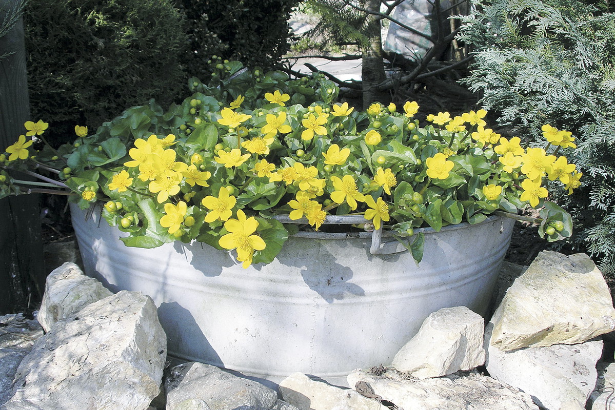 W ocynkowanej wannie rośnie kmieć błotna, czyli popularne kaczeńce