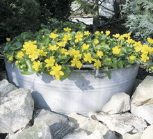 W ocynkowanej wannie rośnie kmieć błotna, czyli popularne kaczeńce