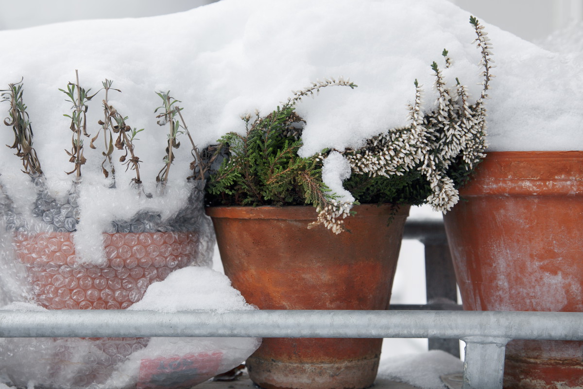 W październiku zaczynamy gromadzić materiały do owinięcia donic. Najlepiej nadają się do tego włóknina, folia pęcherzykowa i gazety