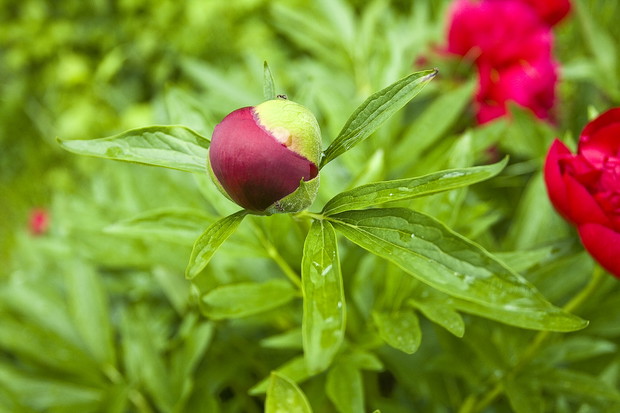W początkowych latach po posadzeniu młode okazy mogą mieć kwiaty różniące się barwą i formą od kwiatów roślin dojrzałych. 