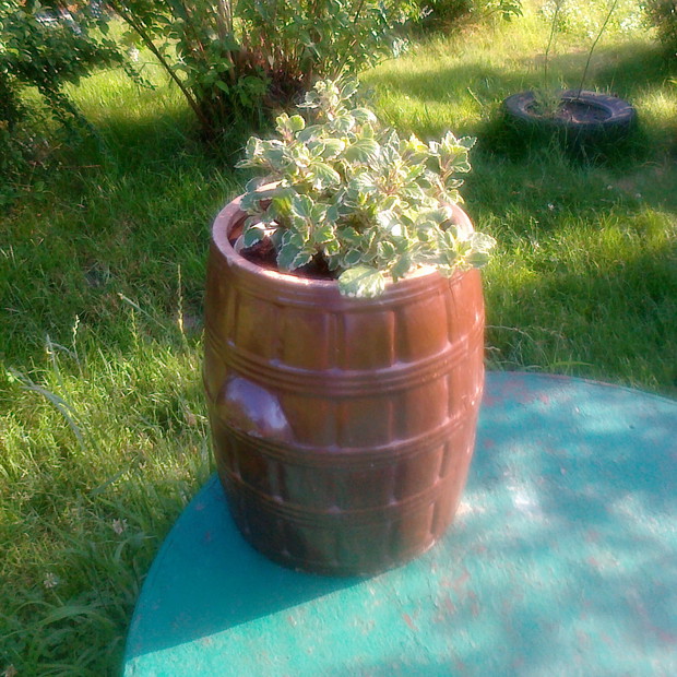 W starym kamieniaku zasadziliśmy komarzycę, która podobno odstrasza komary w tym roku niezwykle aktywne.