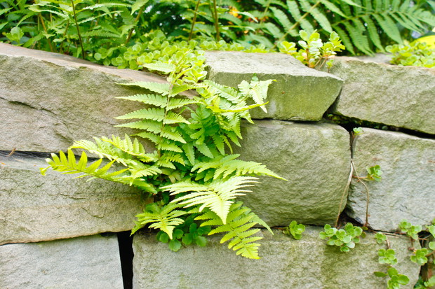 W szczelinach można sadzić także paprocie