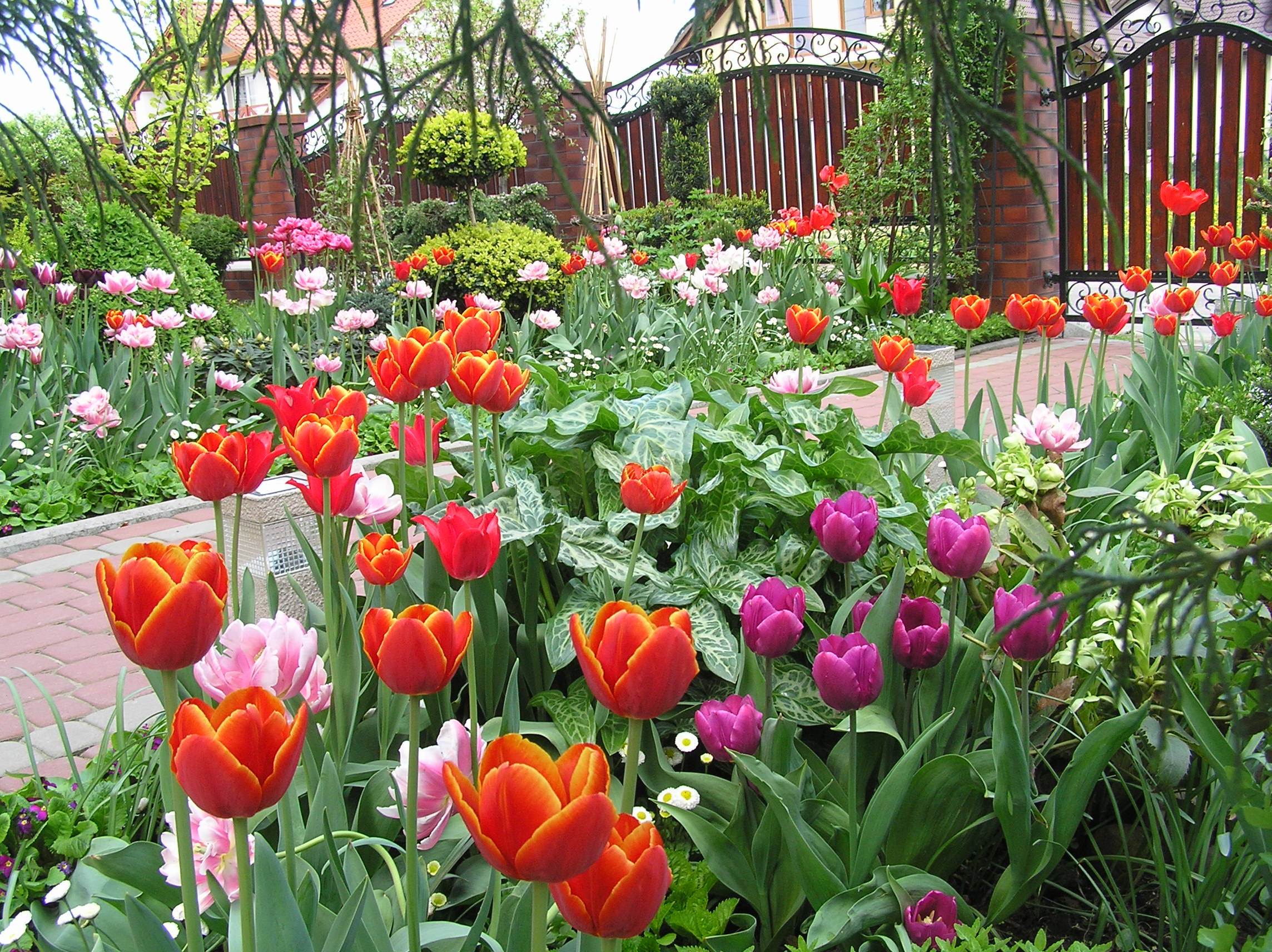 W tajemniczym ogrodzie myśli dzieją się rzeczy niemożliwe. W moim, jak co roku o tej porze - kwitną tulipany