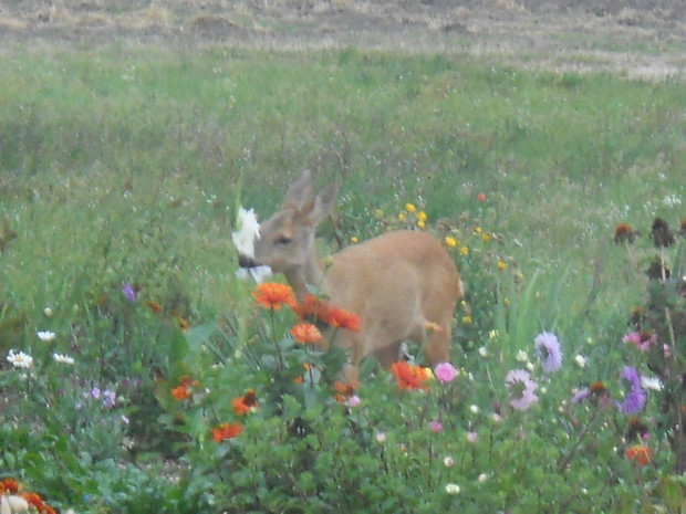 W taki oto sposób zniknęły tegoroczne mieczyki.