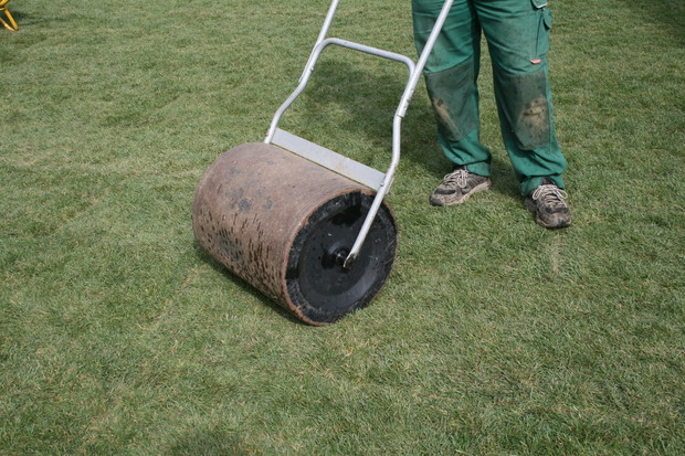 Wałowanie darni. 
Zabieg ten zwiększa kontakt między korzeniami a podłożem. Nawroty wałem powinno się robić poza obrębem trawnika, aby nie rozerwać młodej darni.