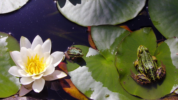 Walter Pagels należy do odmian słabo rosnących. Ma kwiaty średnicy ok. 10 cm