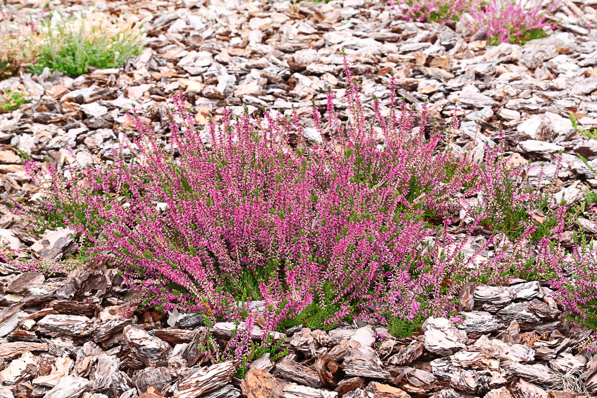 Ważnym zabiegiem wykonywanym w październiku jest ściółkowanie gleby