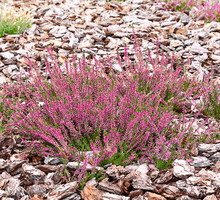 Ważnym zabiegiem wykonywanym w październiku jest ściółkowanie gleby