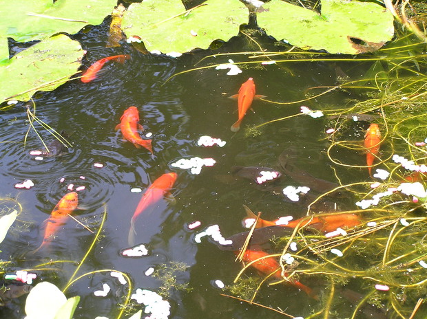 wciąż przybywa rybek  z roku na rok jest ich coraz więcej