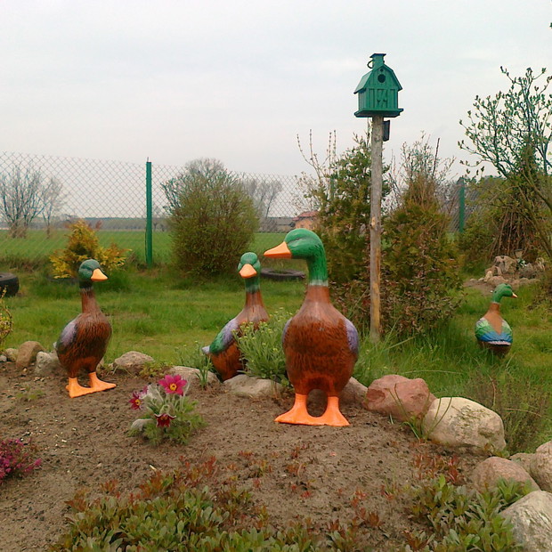 Wczesną wiosną kwitły nam sasanki