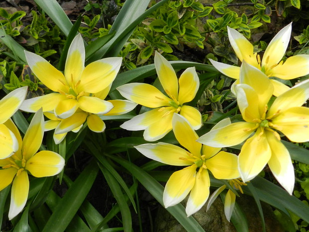 Wczesne tuipany, są zachwycające.Po długiej zimie,gdy otworzą swoje pączki wyglądają jak słońce w ogrodzie :)