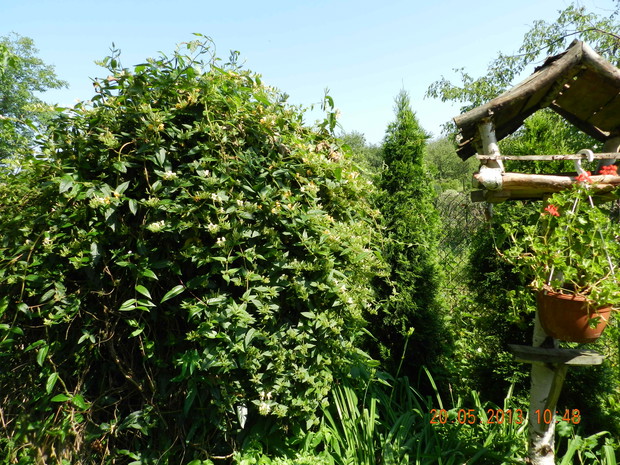 wiciokrzew Halliana-jego subtelny zapach jest tak wyczuwalny,że sciąga roje pszczół.W tym roku wyjatkowo obficie zakwitł :) /zdjecie zrobione 20 czerwca,zle ustaw.data/