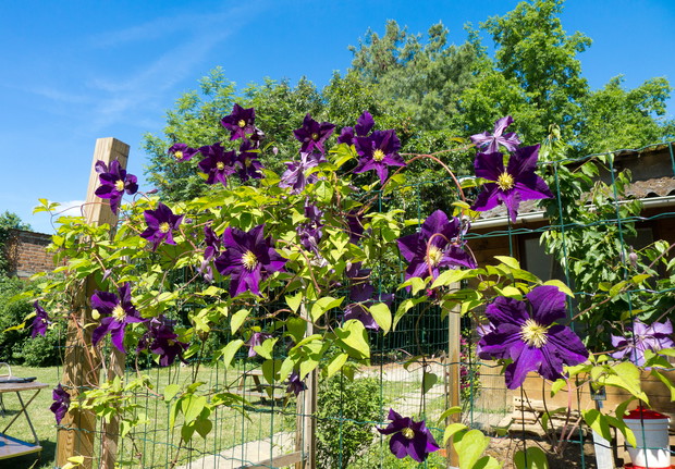 Większość powojników lubi miejsca półcieniste, niektóre mogą jednak rosnąć w pełnym słońcu
