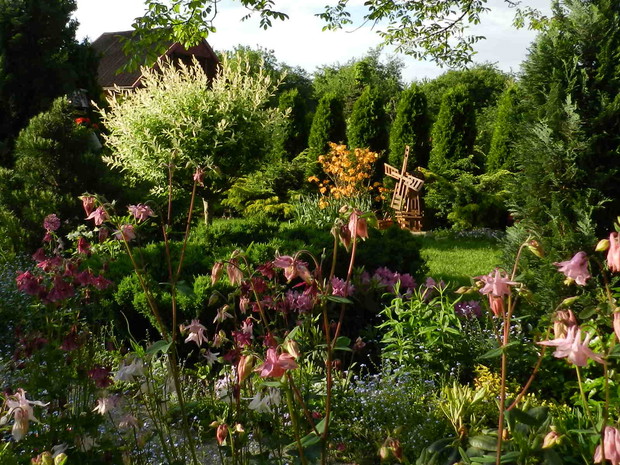 wierzba ''hacuro-nishiki''przycinana wczesna wiosną bardzo silnie,odwdzięcza się pieknie wybarwionymi listkami <3