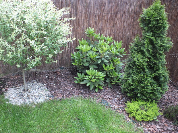 Wierzby japońskie, rododendrony, tuje czy wrzośce to tylko niektóre
rośliny w moim przydomowym ogródku.
