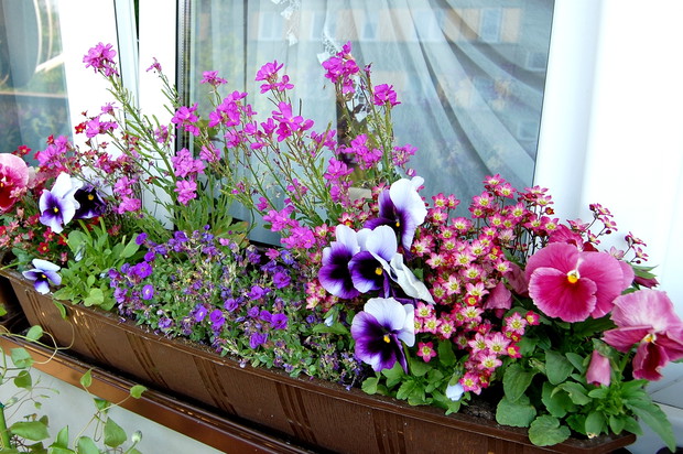 Wiosenne nasadzenia w skrzynce balkonowej: bratki, żagwin, skalnica...