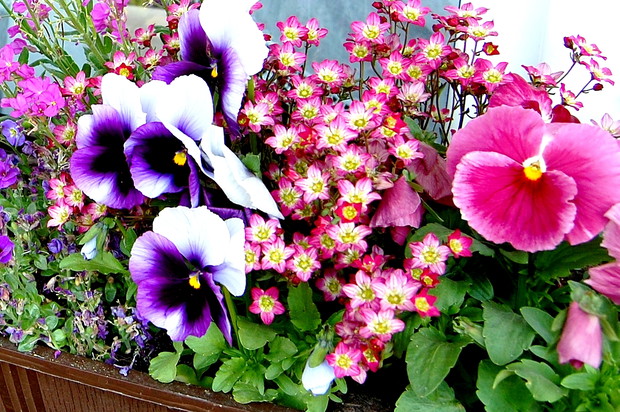 Wiosenne nasadzenia w skrzynce balkonowej.