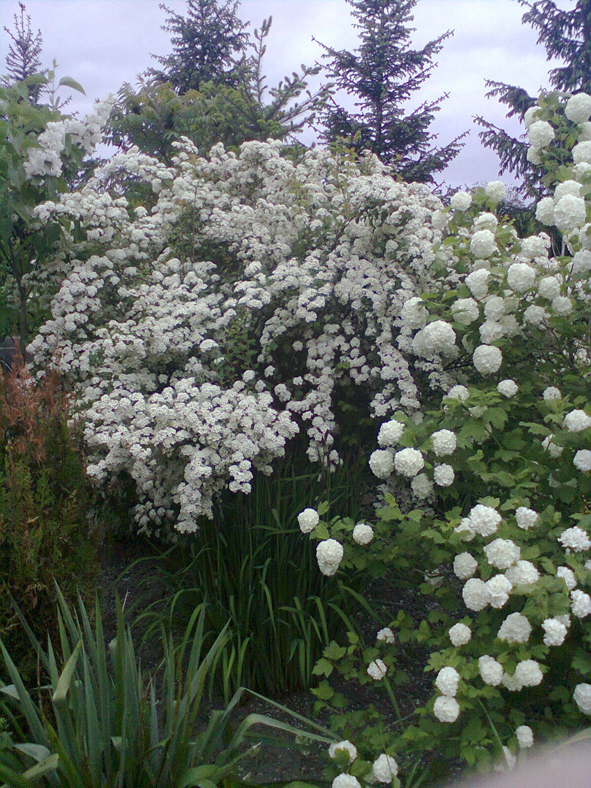 wiosenne piękności