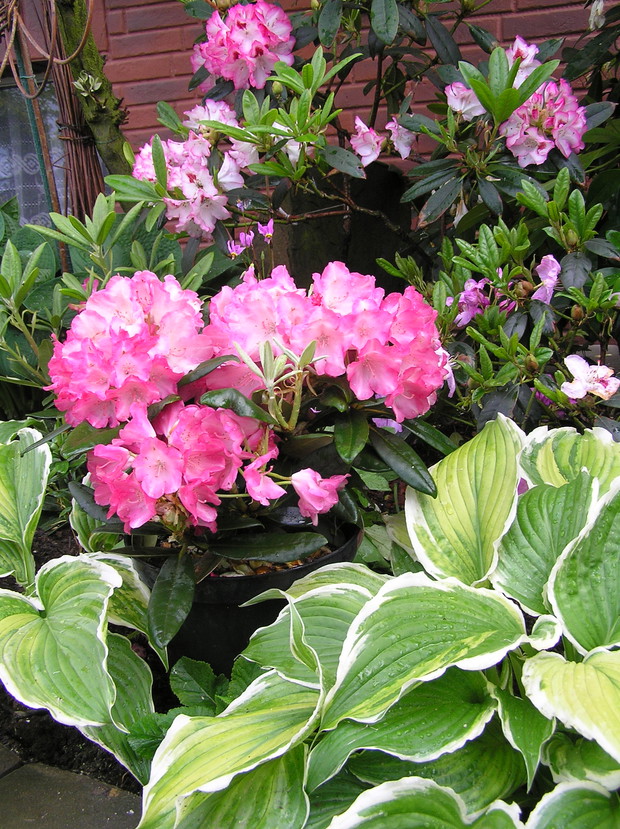 Wiosną jak zawsze uśmiecham się do nich...