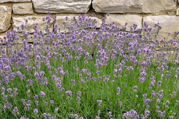 Wiosną pędy lawendy trzeba przyciąć