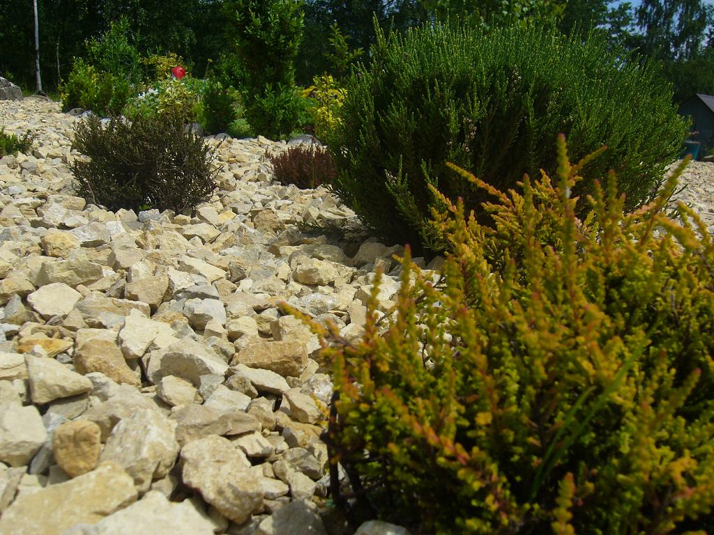 Wrzosy w kamiennym ogródku.