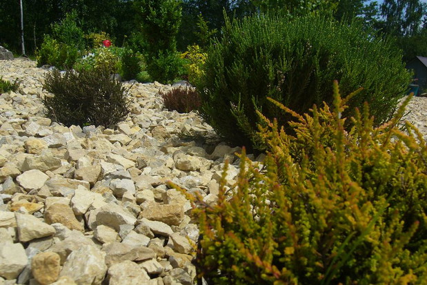 Wrzosy w kamiennym ogródku.