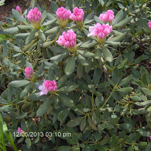 zaczyna się rozwijać