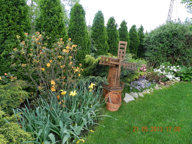 zaczyna się spektakl kolorów- moje azalie i różaneczniki